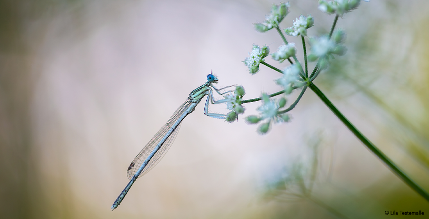 La libellule, sentinelle fragile des zones humides