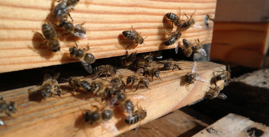 Vers une renaissance de l’abeille noire des Landes de Gascogne