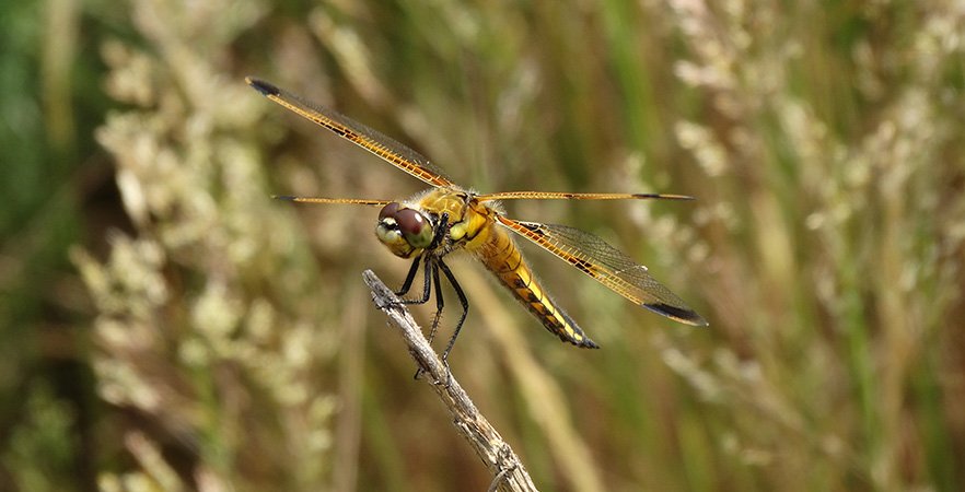 Concours photo : libellules et demoiselles de l’Adour