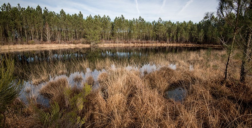 Soutien renouvelé au Parc Naturel Régional des Landes de Gascogne