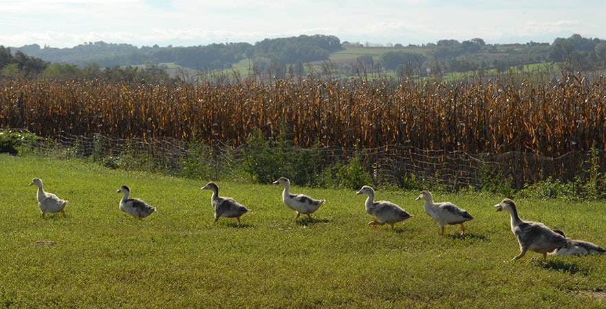 Influenza aviaire : le Département étend l’aide à la vaccination